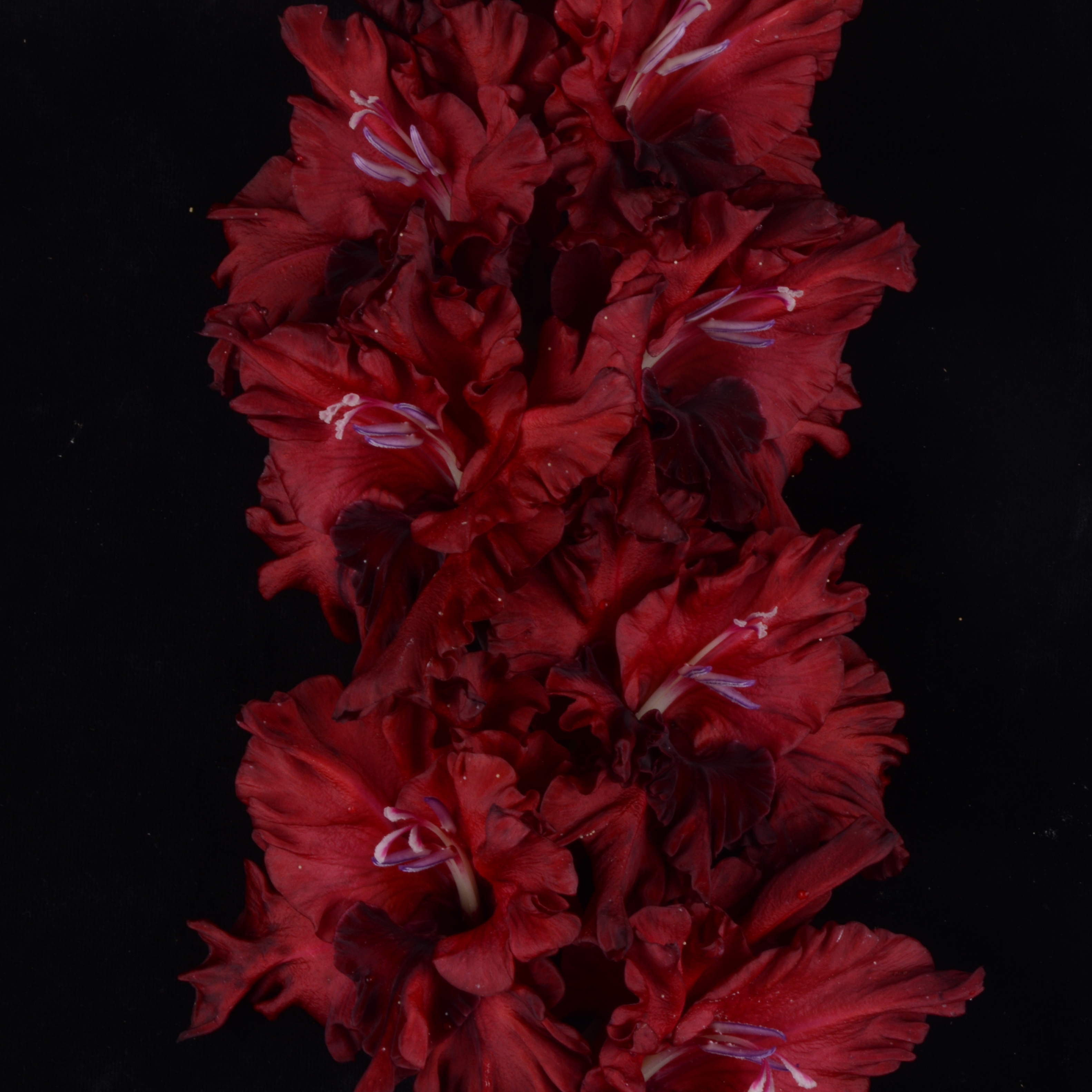 Гладиолус крупноцветковый Танго Роксен