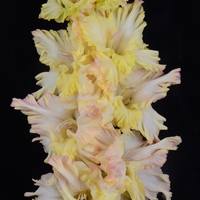 Гладиолус крупноцветковый Тройной Тулуп