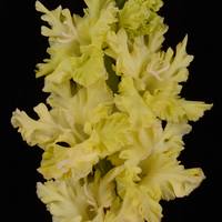 Гладиолус крупноцветковый Трын Трава