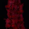 Гладиолус крупноцветковый Туманность Андромеды