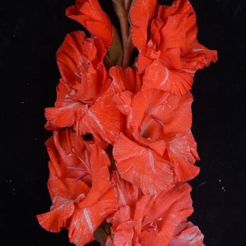 Гладиолус крупноцветковый Усатый-Полосатый