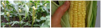 Кукуруза - коллаж