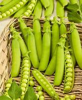 Горох Женева