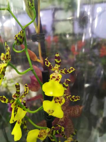 Чайная беседка