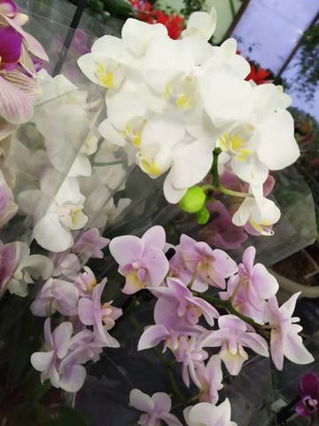 Чайная беседка