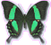 6 85 Палинура Papilio-(Achillides)-daedalus- 74-85