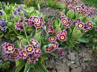 VFL.RU - ваш фотохостинг