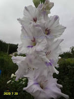 ГОЛУБАЯ БАБОЧКА (7)