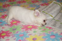 VFL.RU - ваш фотохостинг