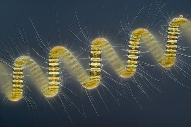 Колониальный организм планктона