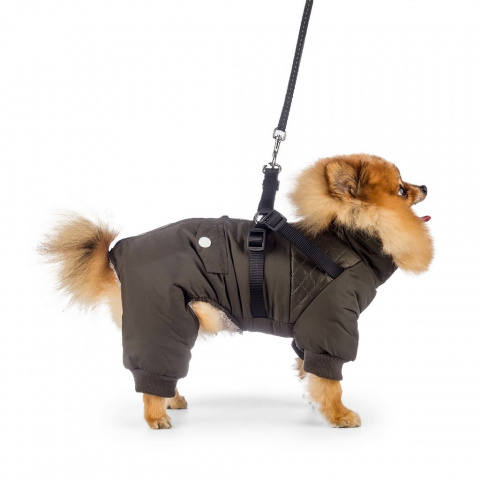 Во что одевать зимой собаку? И на чём выводить - ошейник или шлейка?