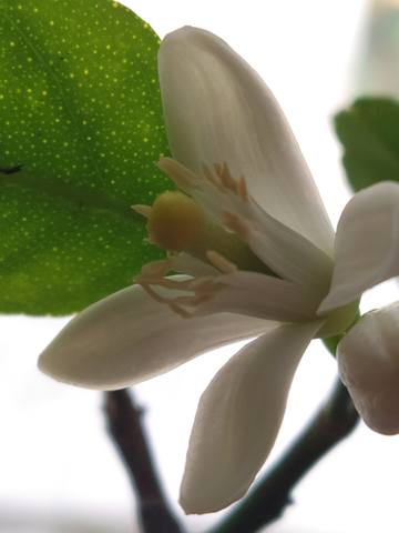 Чайная беседка