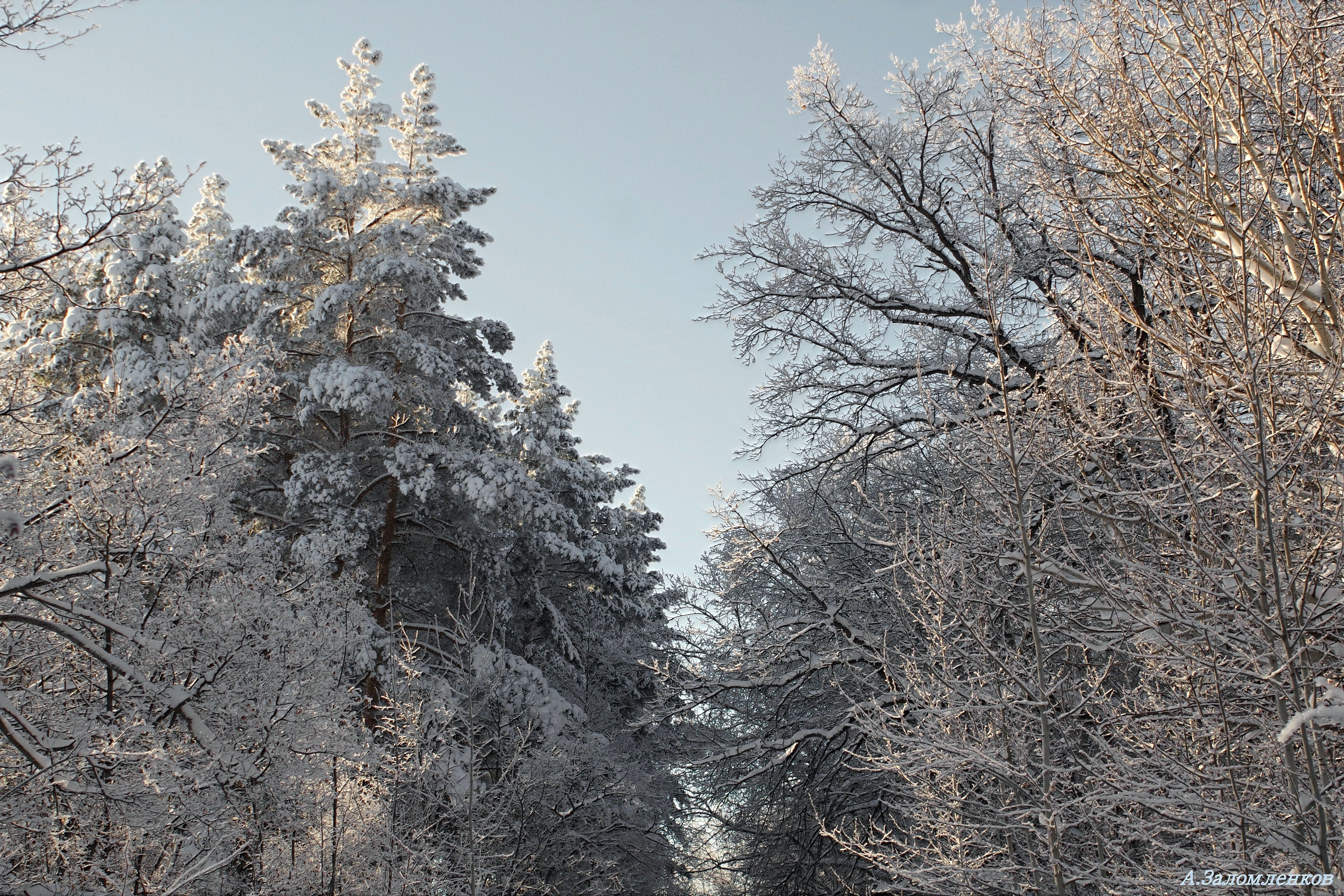 кроны деревьев в снегу-002