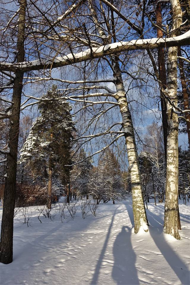Парк Сосновка Парк Сосновка