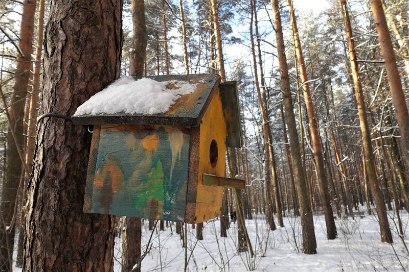 Парк Сосновка Парк Сосновка