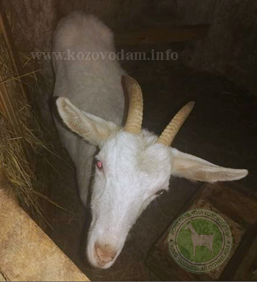 Бешка Украинская Татьяна