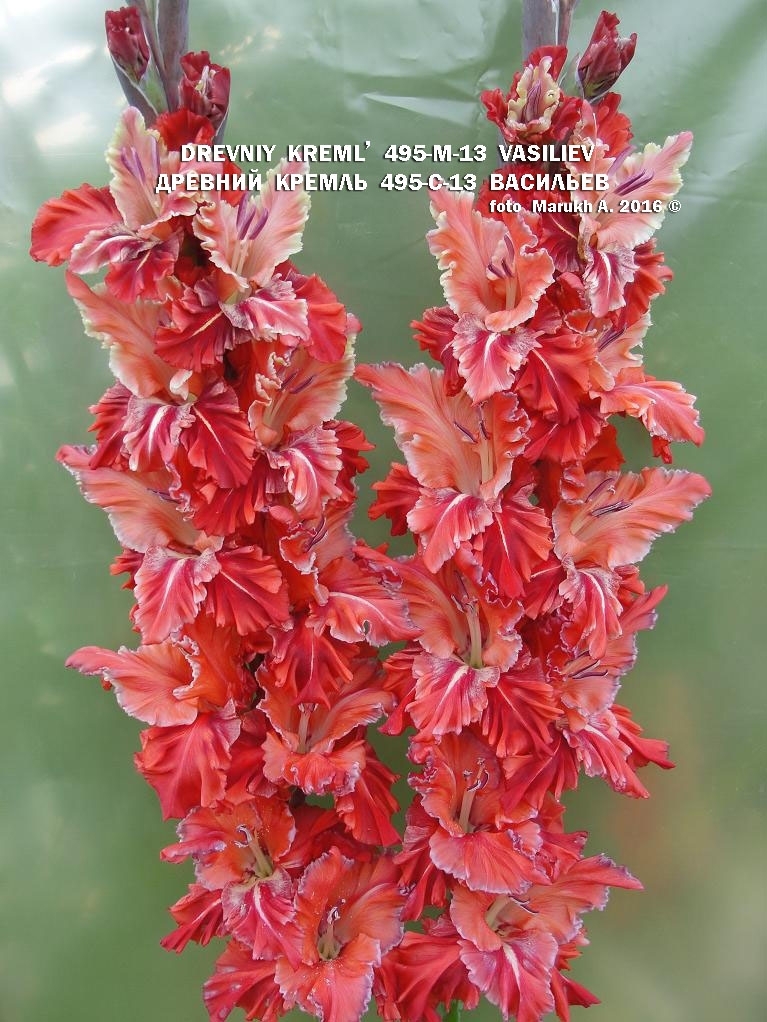 Древний Кремль 495-С-13 Вас дубль подп