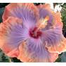 Hibiscus Creole Lady 3