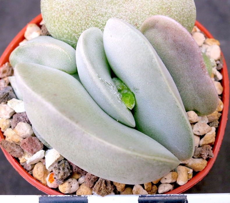 Adromischus hallii “White Beattle”