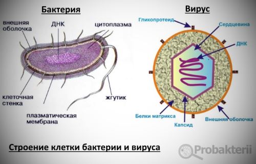 virusy-i-bakterii