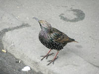 VFL.RU - ваш фотохостинг