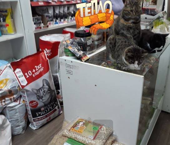 коты коты