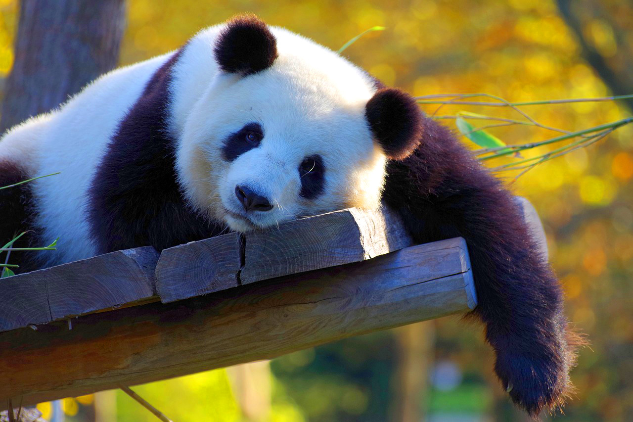 Panda Dreamer