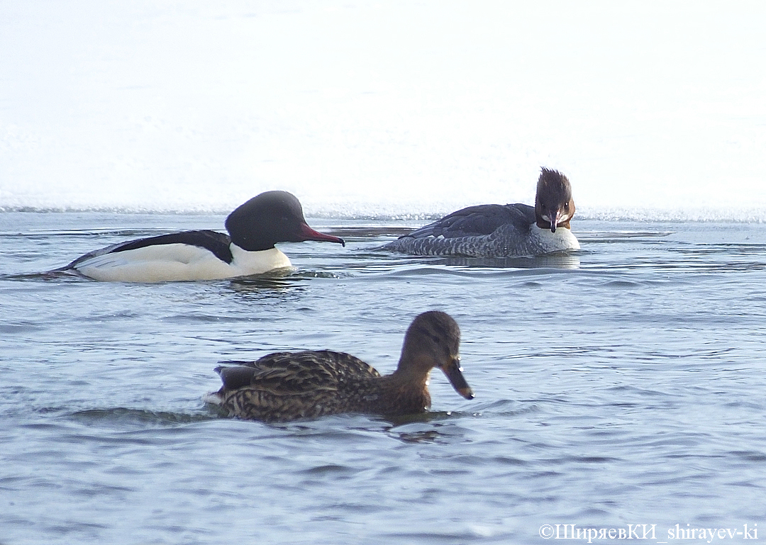 большой крохаль