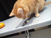 VFL.RU - ваш фотохостинг