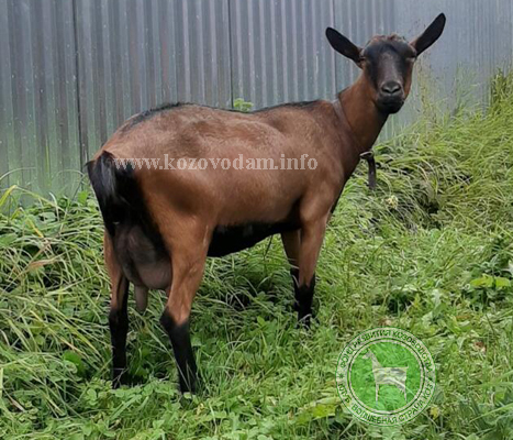 Джульетта 3 Kulbashnaya Raisa