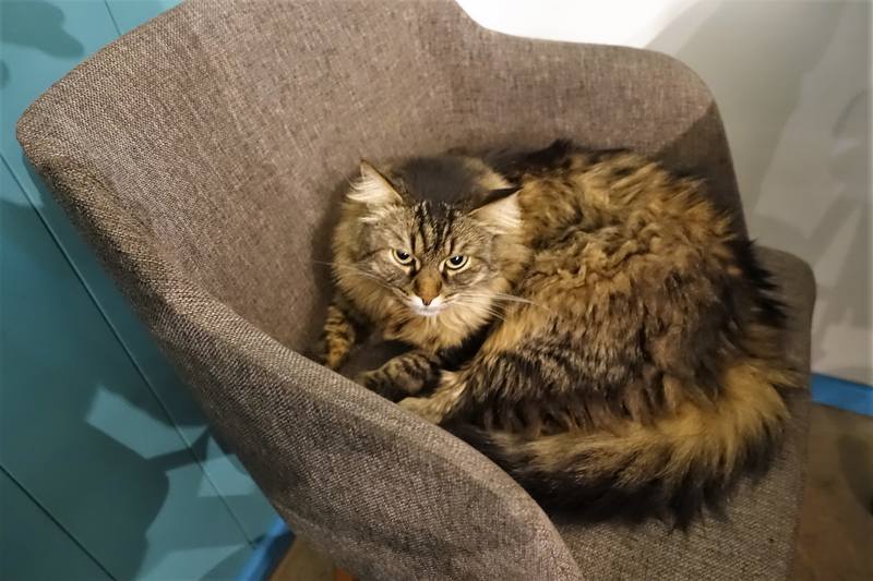 кот кот