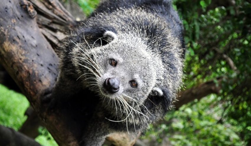 binturong-15-1