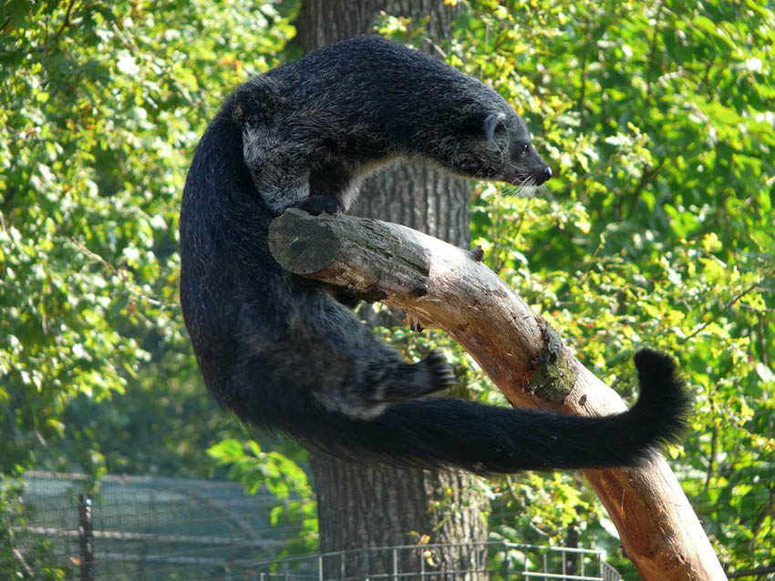 Бинтуронг17