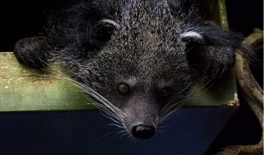 Бинтуронг18