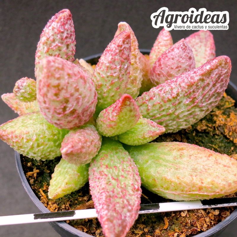 Adromischus cv. “Ignis Orion”