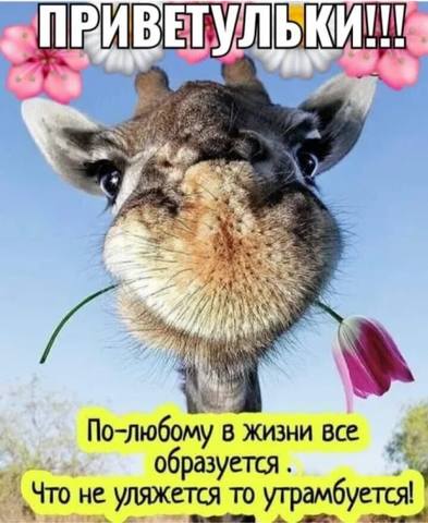 Tapтaлeтки & Ко