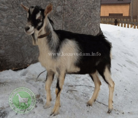 Филимон 1 liliadolin