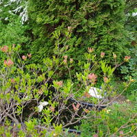 VFL.RU - ваш фотохостинг