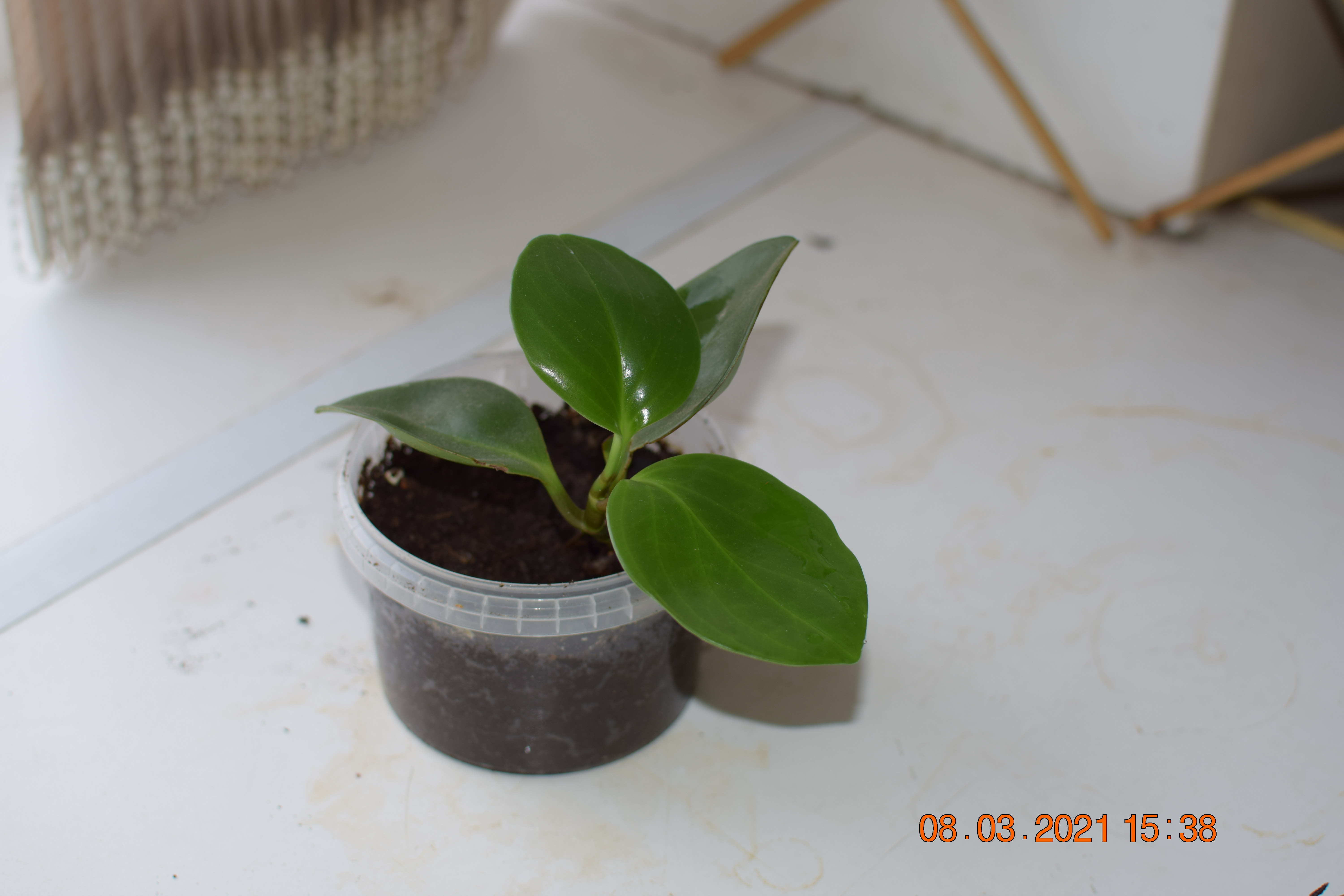 пиперония Магнелиолистная 250р.JPG