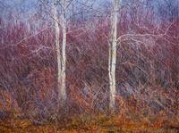 фотограф Гай Тэл18