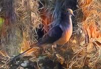 Живые краски природы2