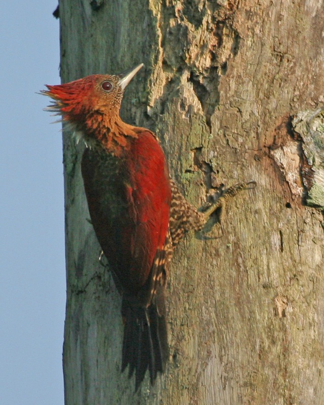 Banded woodpecker (Picus miniaceus) female - Flickr - Lip Kee