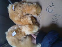 VFL.RU - ваш фотохостинг