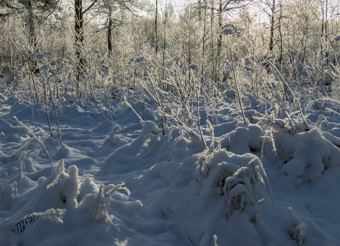 ресайз-фудж