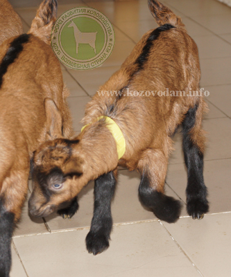 Лимузин 2 Раиса