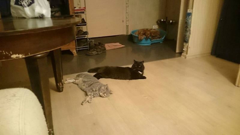котв и пес коты и пес
