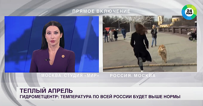 Собака отобрала микрофон у корреспондентки в прямом эфире российского канала