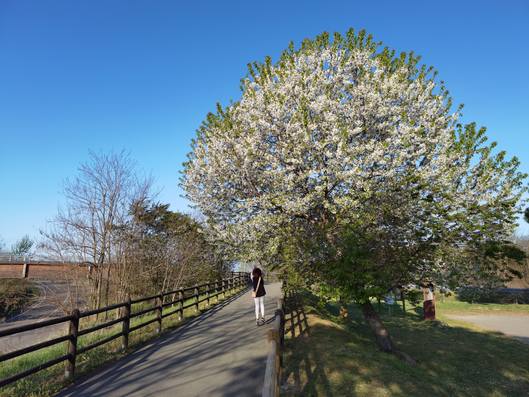 Публикувано изображение