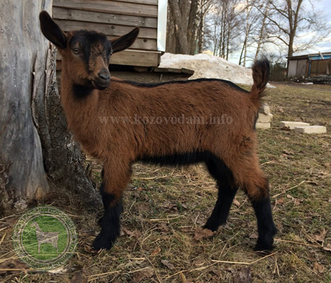 Митька 2 8svetlana3