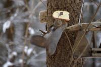 Бе́лка обыкнове́нная, или ве́кша — грызун из семейства беличьих. Единственный представитель рода белок в фауне России